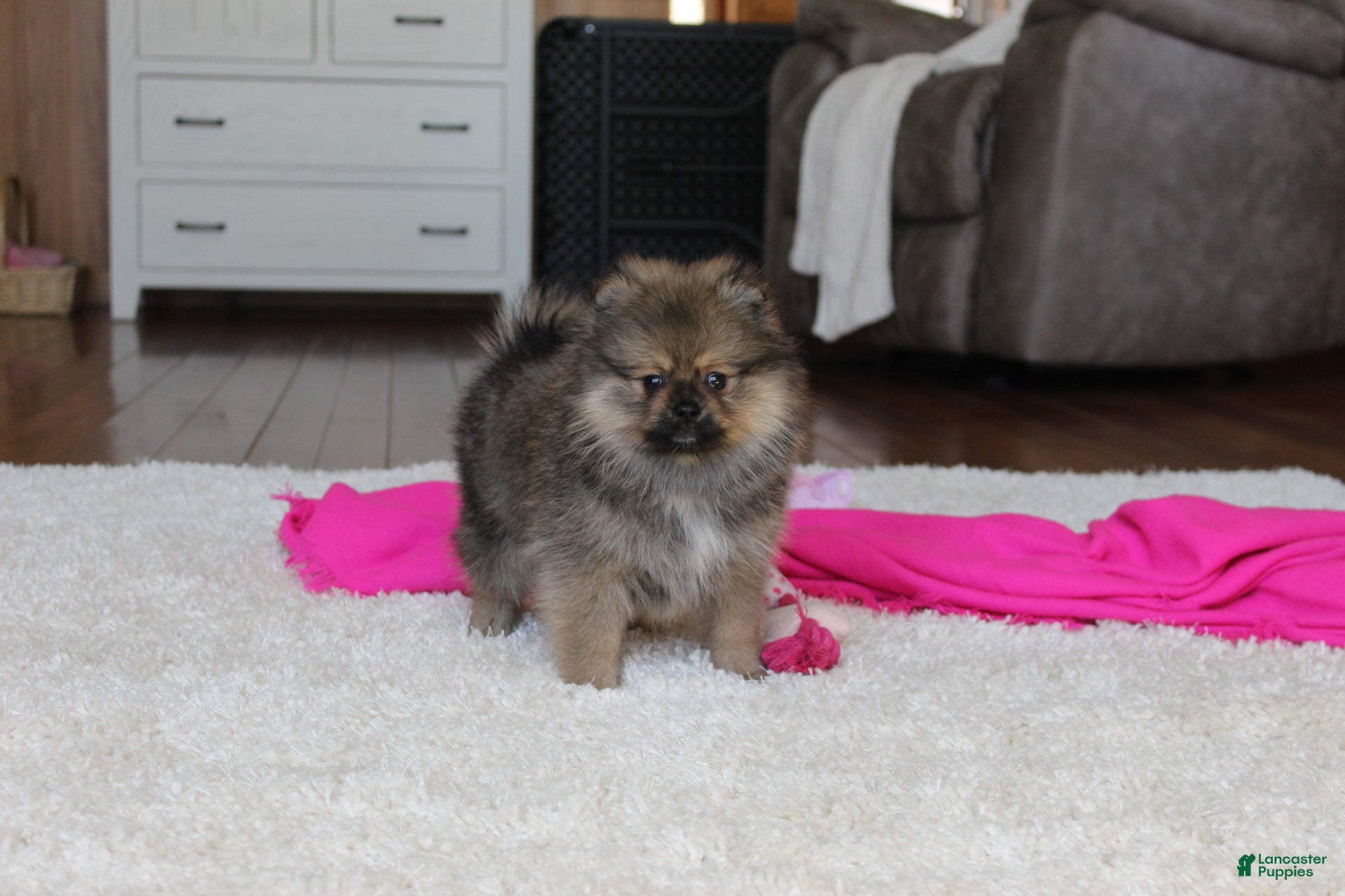 Pomeranian dogs Delilah - Ad 2