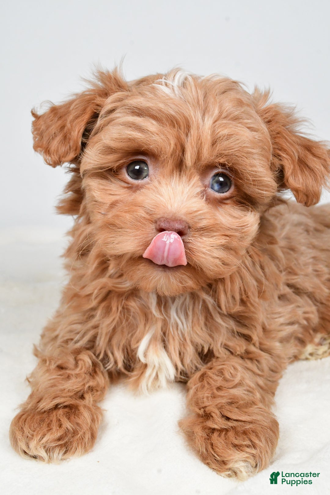 Shihpoo dogs for sale: Jana - Ad 4