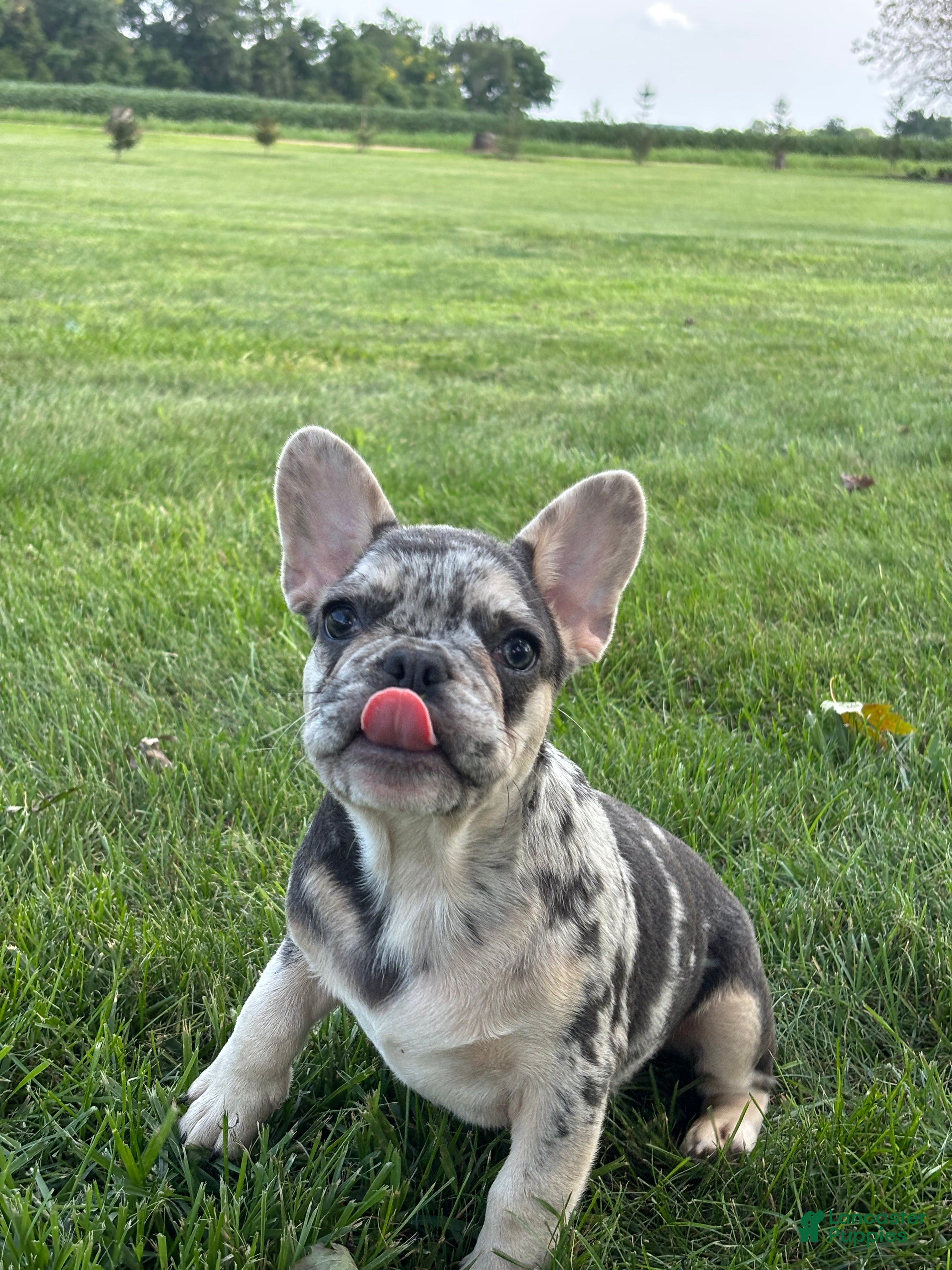 French Bulldog dogs Matt - Ad 2