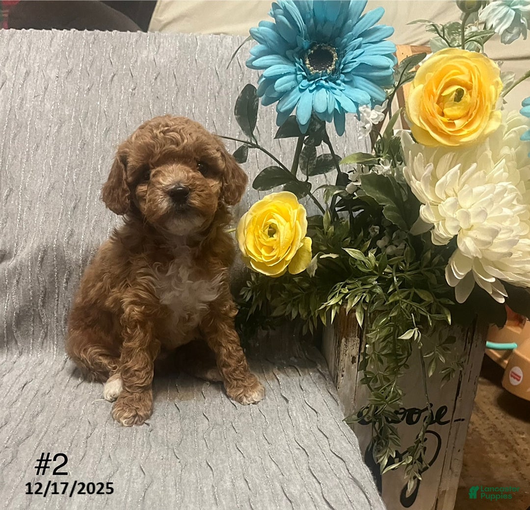 Miniature Poodle dogs for sale: Lila - Ad 2