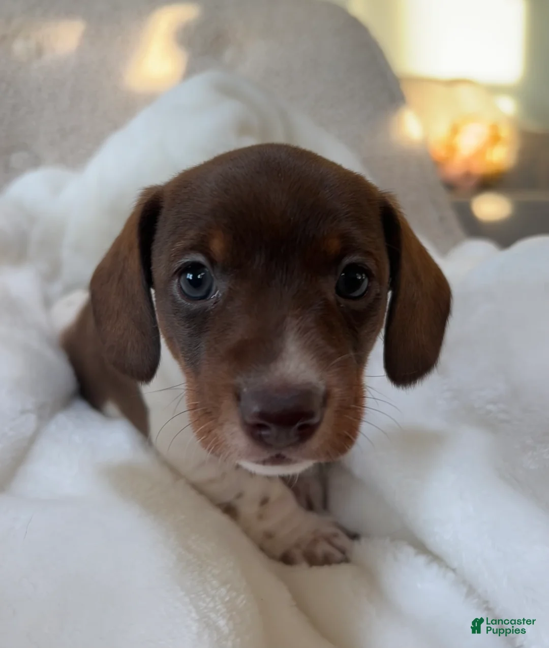 Miniature Dachshund dogs for sale: Doxy - Ad 5