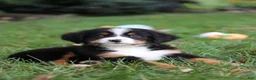 Bernese Mountain Dog dogs for sale: Bentley - Ad 3