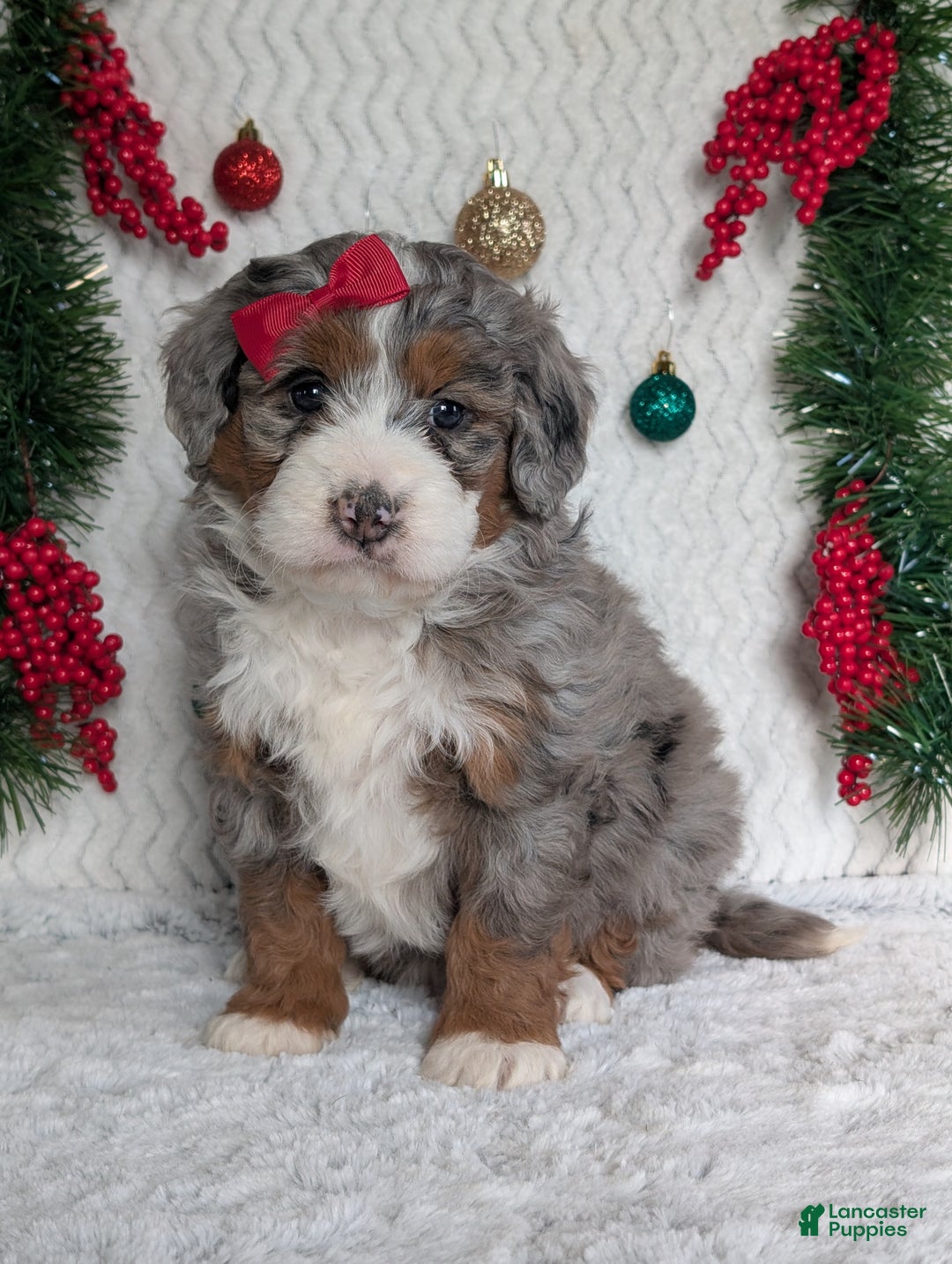 Mini Bernedoodle dogs for sale: Mini Opal  - Ad 16