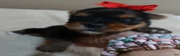 Yorkshire Terrier dogs for sale: Peyton - Ad 11