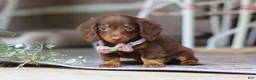 Miniature Dachshund dogs for sale: Landry - Ad 3