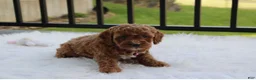 Cockapoo dogs for sale: Phoebe  - Ad 4