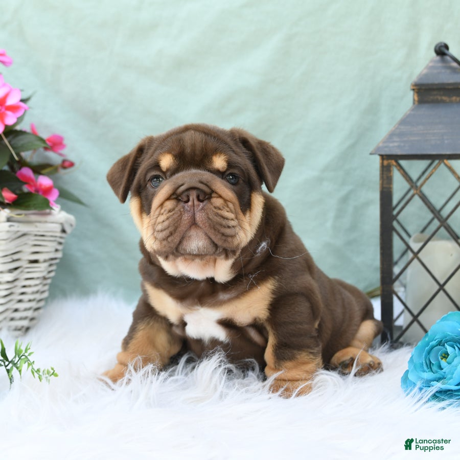 English Bulldog dogs Chief - Ad 1