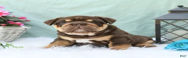 Chief