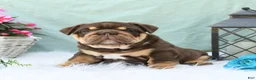 English Bulldog dogs for sale: Chief - Ad 1