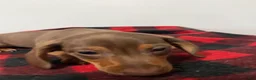 Miniature Dachshund dogs for sale: Gunther  - Ad 6