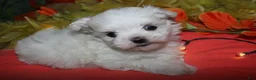 Maltese dogs for sale: Casper - Ad 6