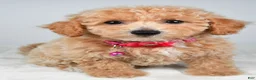 Bichpoo dogs for sale: Serena - Ad 2