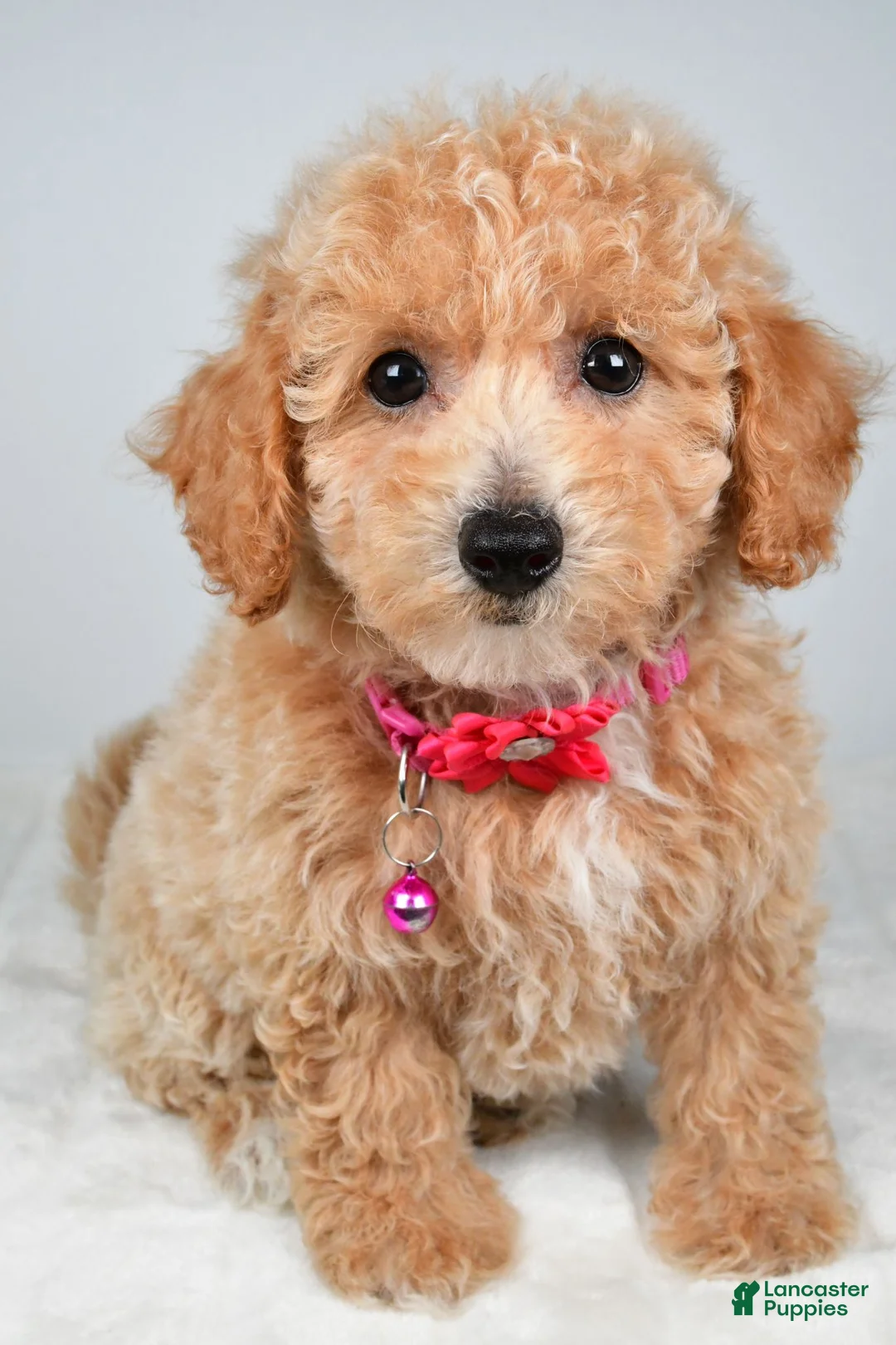 Bichpoo dogs for sale: Serena - Ad 2