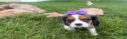 Cavalier King Charles Spaniel dogs for sale: Leila - Ad 5