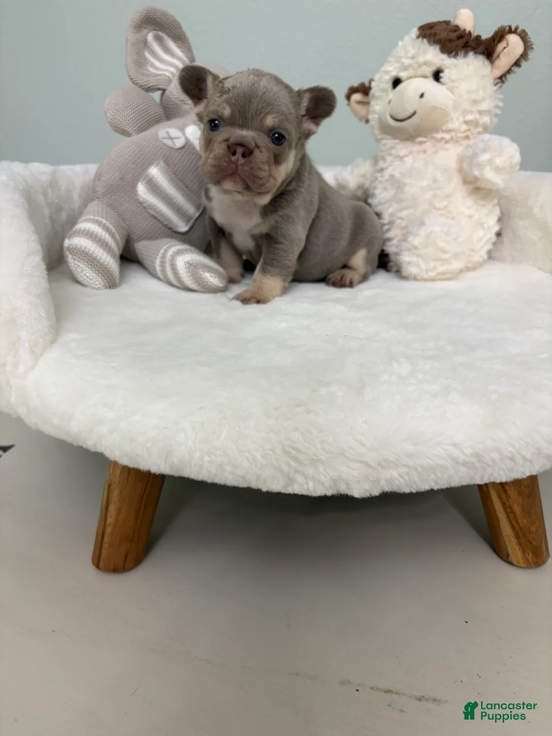 French Bulldog dogs for sale: French Bulldog 2 - Ad 2