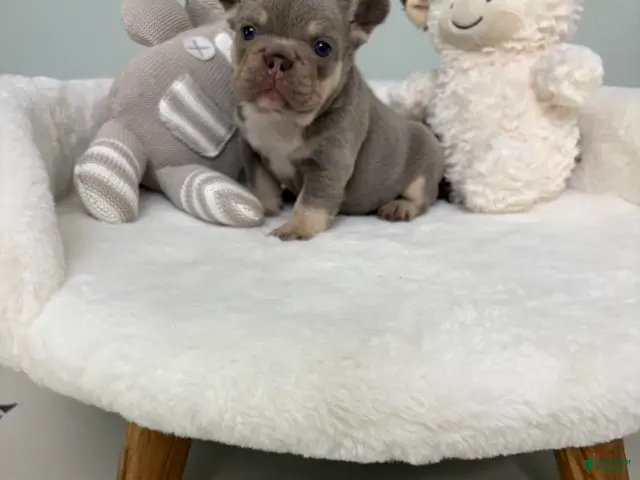French Bulldog dogs for sale: French Bulldog 2 - Ad 2