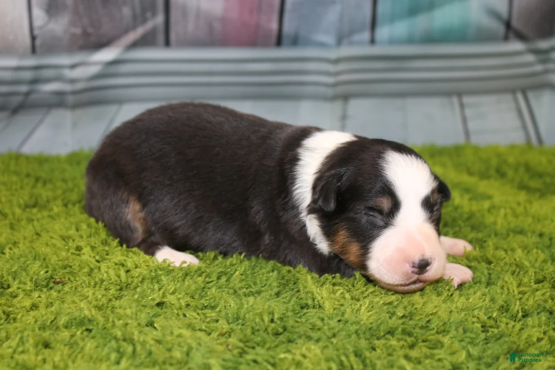 Australian Shepherd dogs for sale: Australian Shepherd Puppy 4 - Ad 1