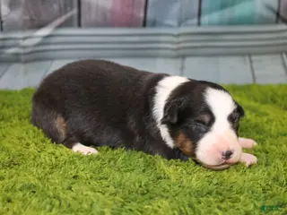 Australian Shepherd dogs Australian Shepherd Puppy 4 - Ad 7