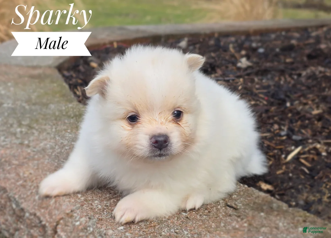 Pomeranian dogs for sale: Sparky - Ad 1