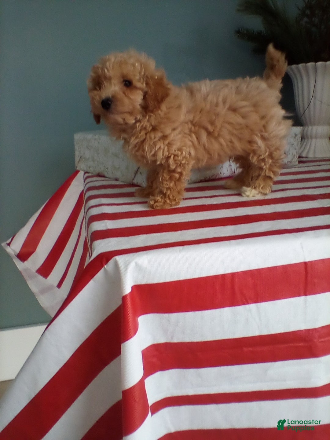 Miniature Poodle dogs for sale: Max - Ad 6