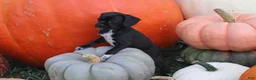Puggle dogs for sale: Vader - Ad 6