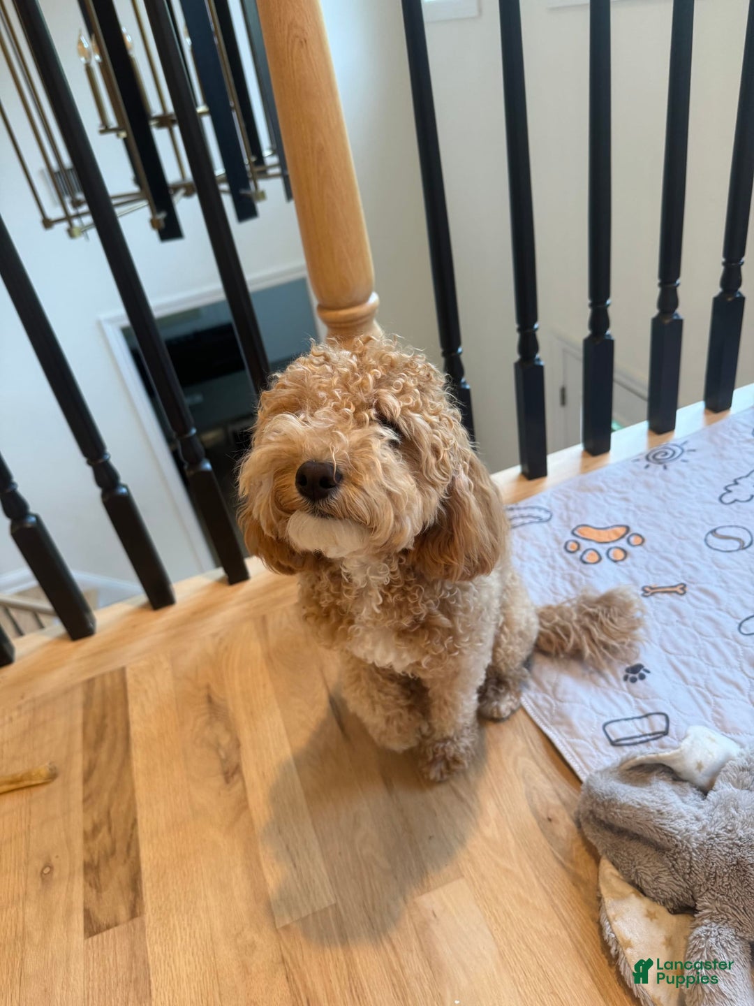 Gallery Image {{count}}