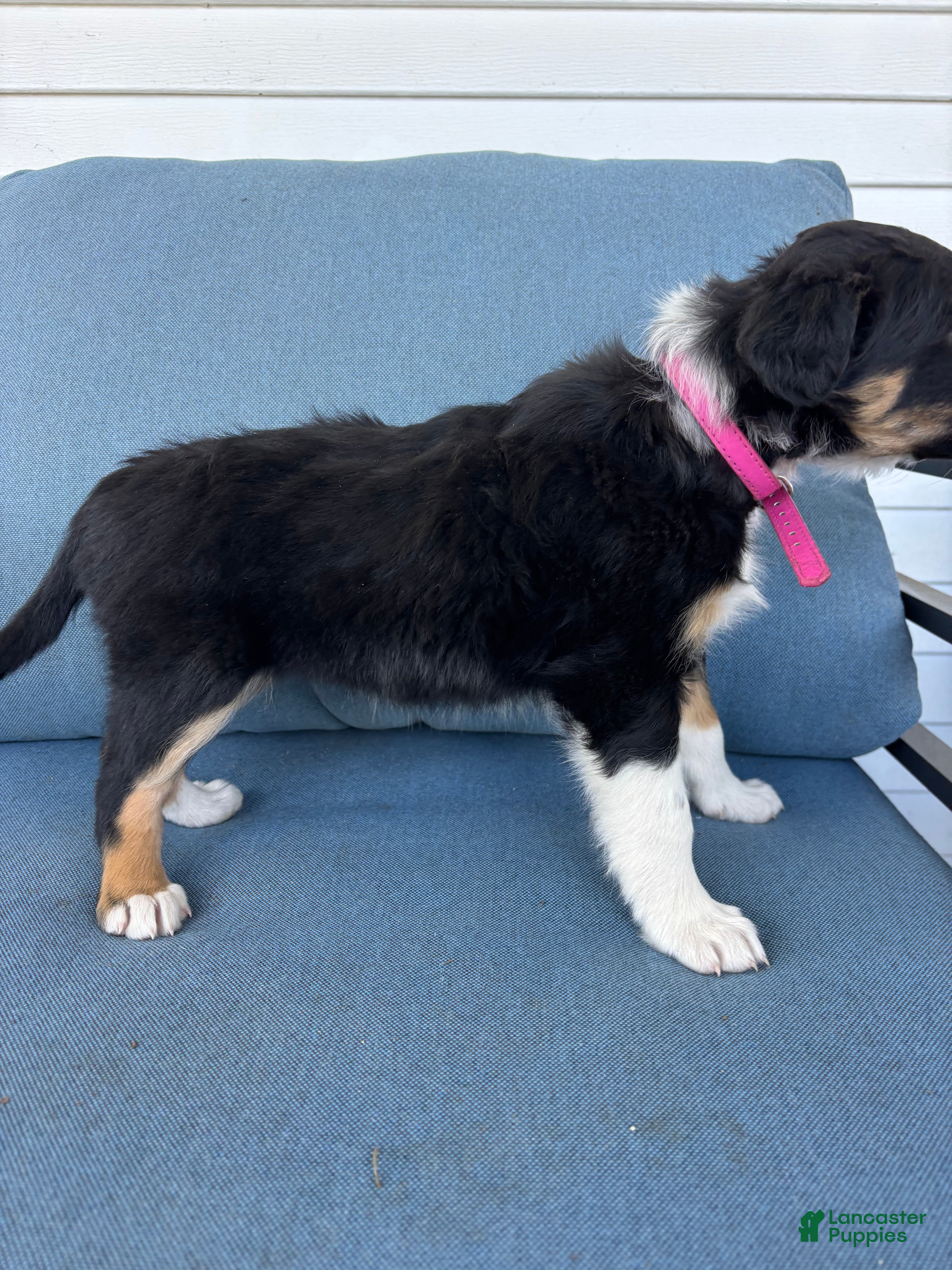 Mixed Breed dogs Ruby - Ad 1