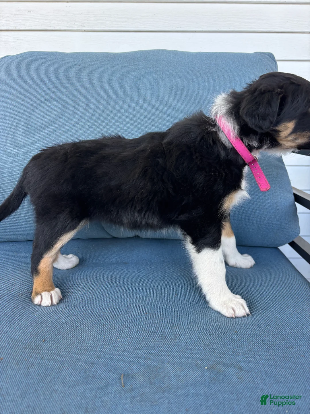 Mixed Breed dogs for sale: Ruby - Ad 1