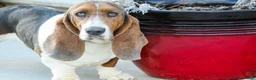 Basset Hound dogs for sale: Murphy - Ad 9