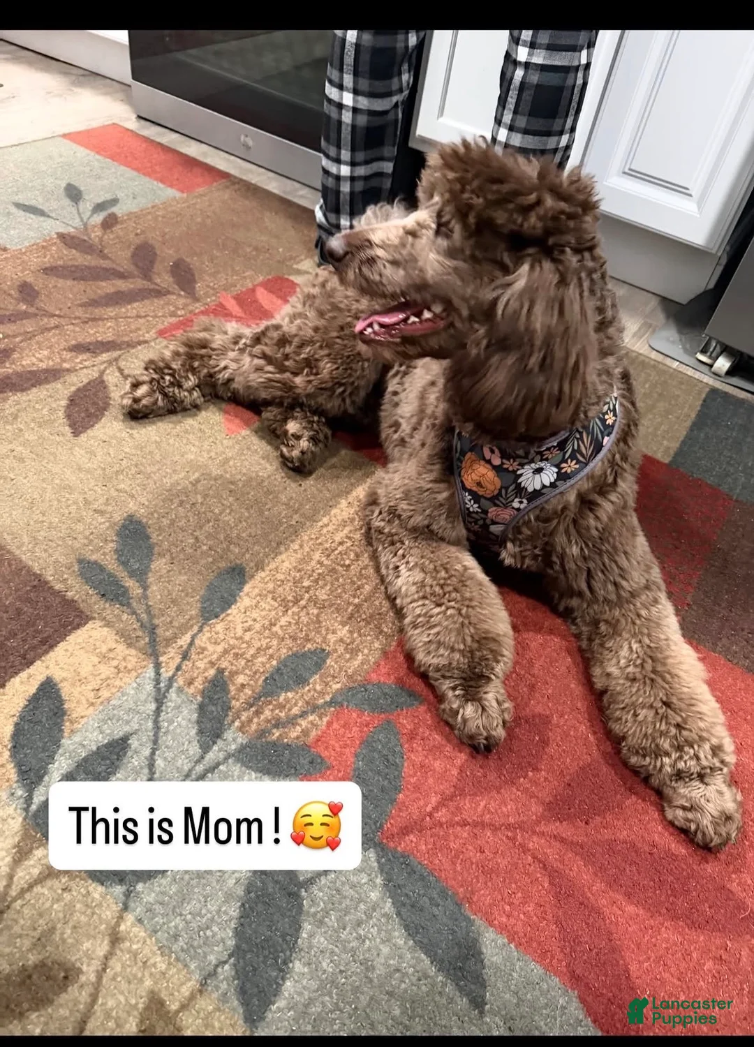 Standard Poodle dogs for sale: Standard Poodle 2 - Ad 2