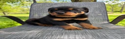 Rottweiler dogs for sale: Bear - Ad 4