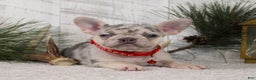French Bulldog dogs for sale: Arnold (Mild Cleft Lip) - Ad 1
