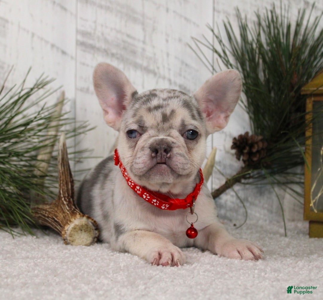 French Bulldog dogs for sale: Arnold (Mild Cleft Lip) - Ad 1