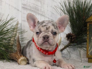 French Bulldog dogs Arnold (Mild Cleft Lip) - Ad 24