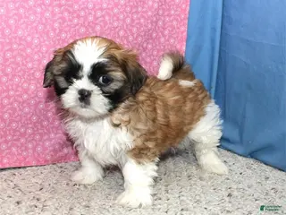 Shih Tzu dogs Liberty - Ad 41