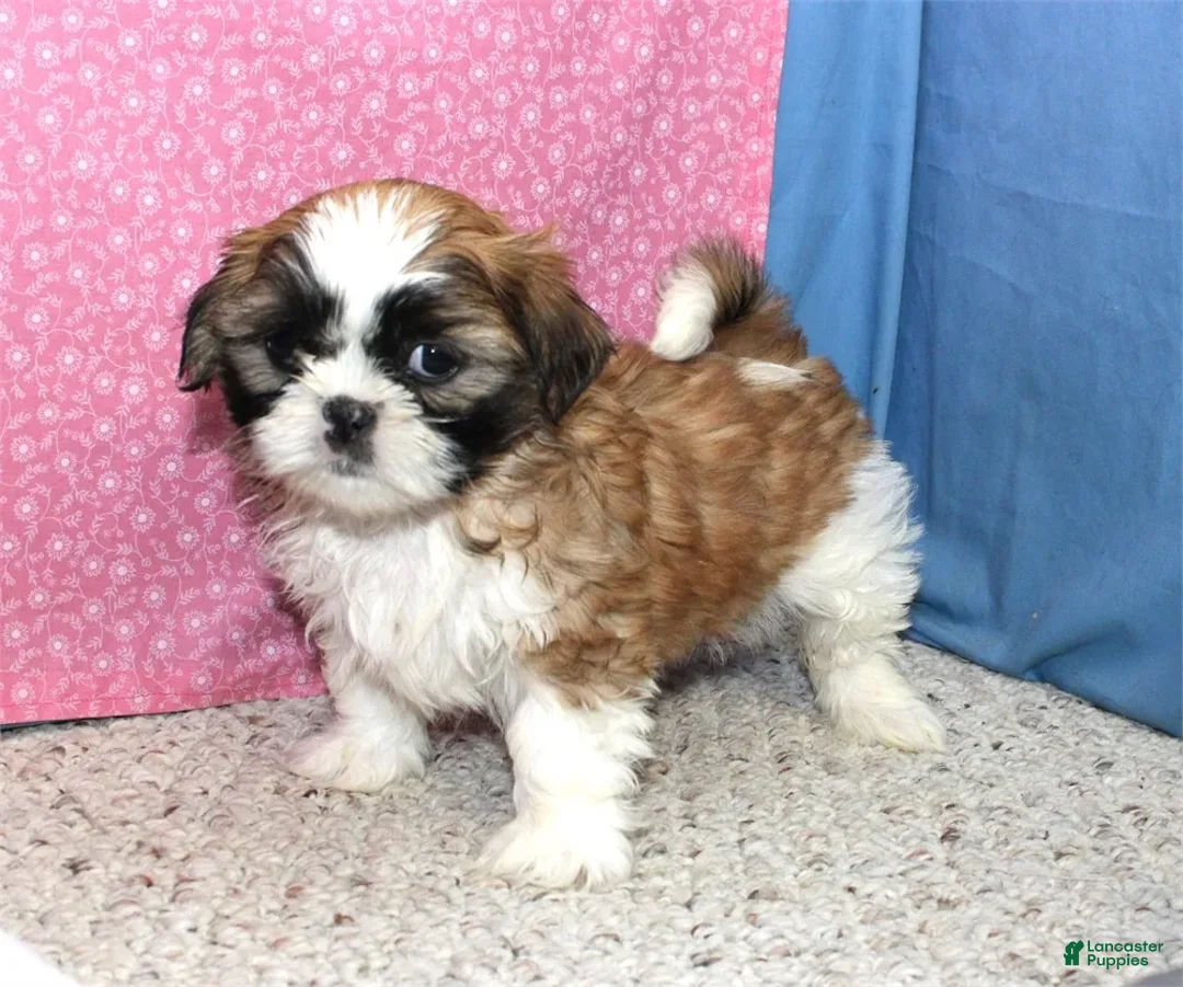 Shih Tzu dogs for sale: Liberty - Ad 1