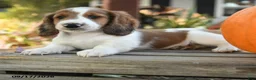 Miniature Dachshund dogs for sale: Frankfort - Ad 3