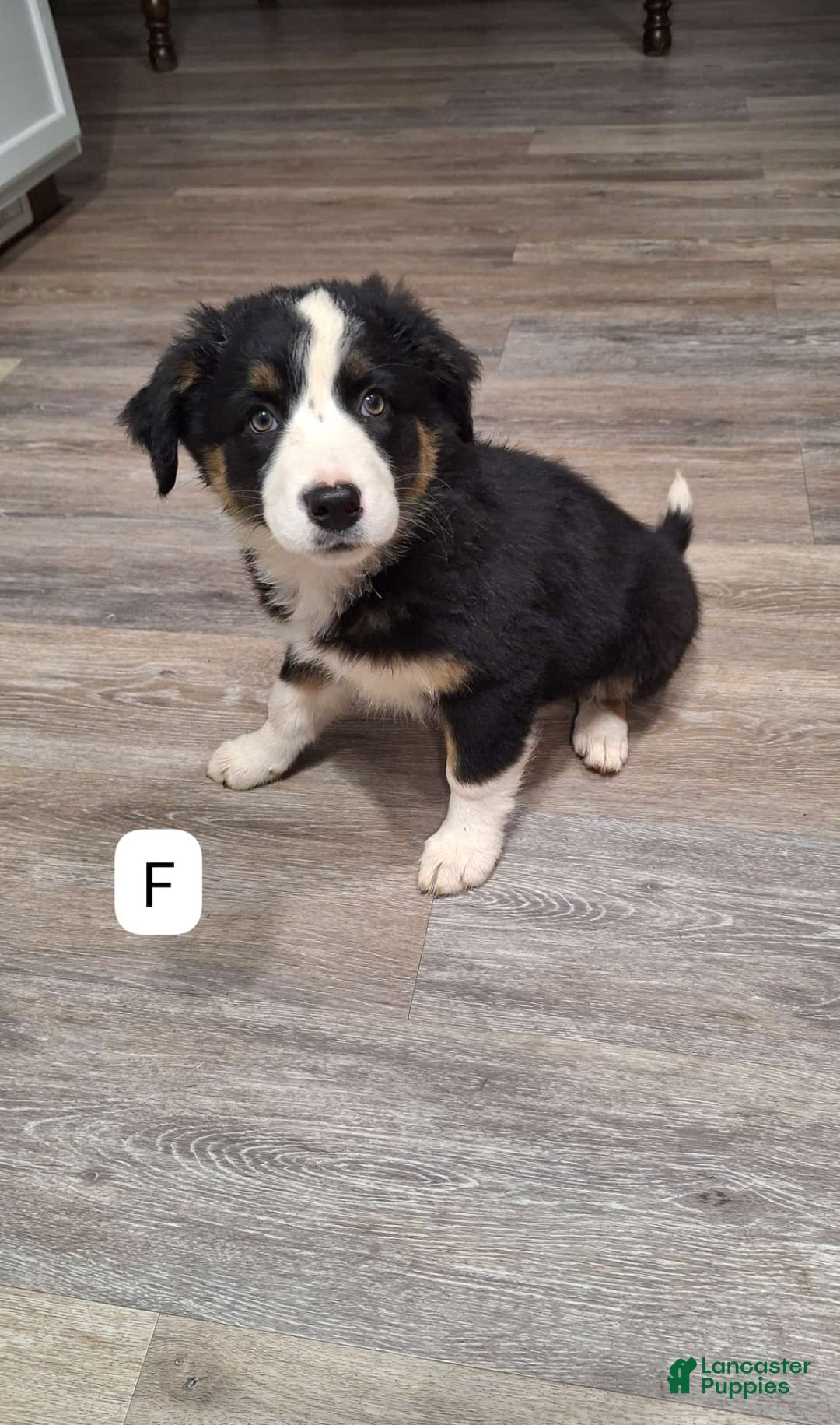 Australian Shepherd dogs Australian Shepherd Puppy 4 - Ad 6
