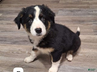 Australian Shepherd dogs Australian Shepherd Puppy 4 - Ad 10