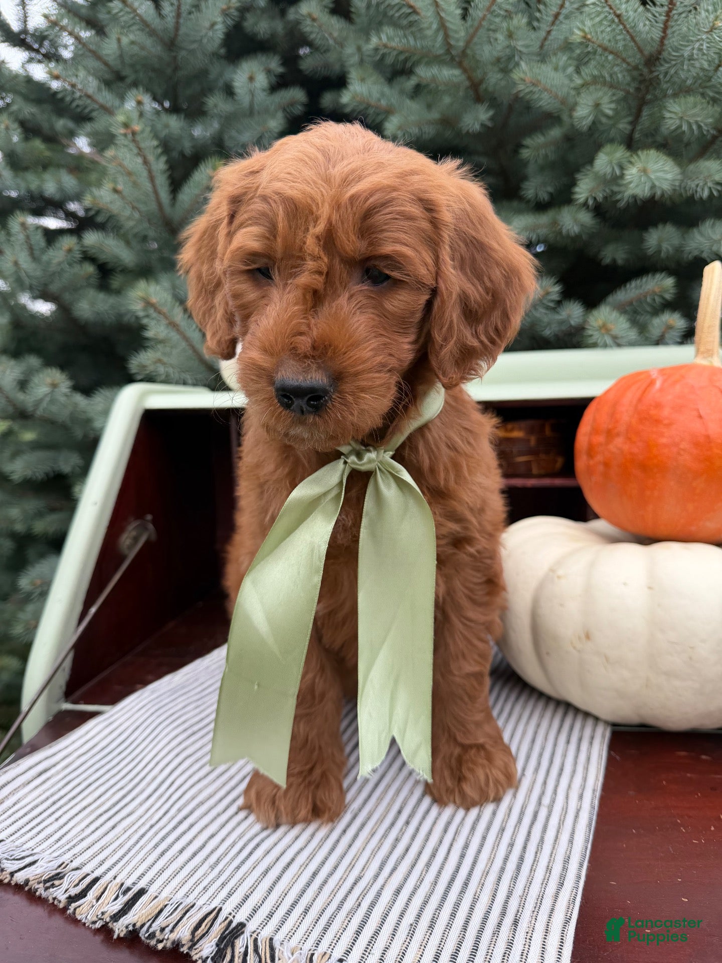 Goldendoodle dogs BANKS  - Ad 2