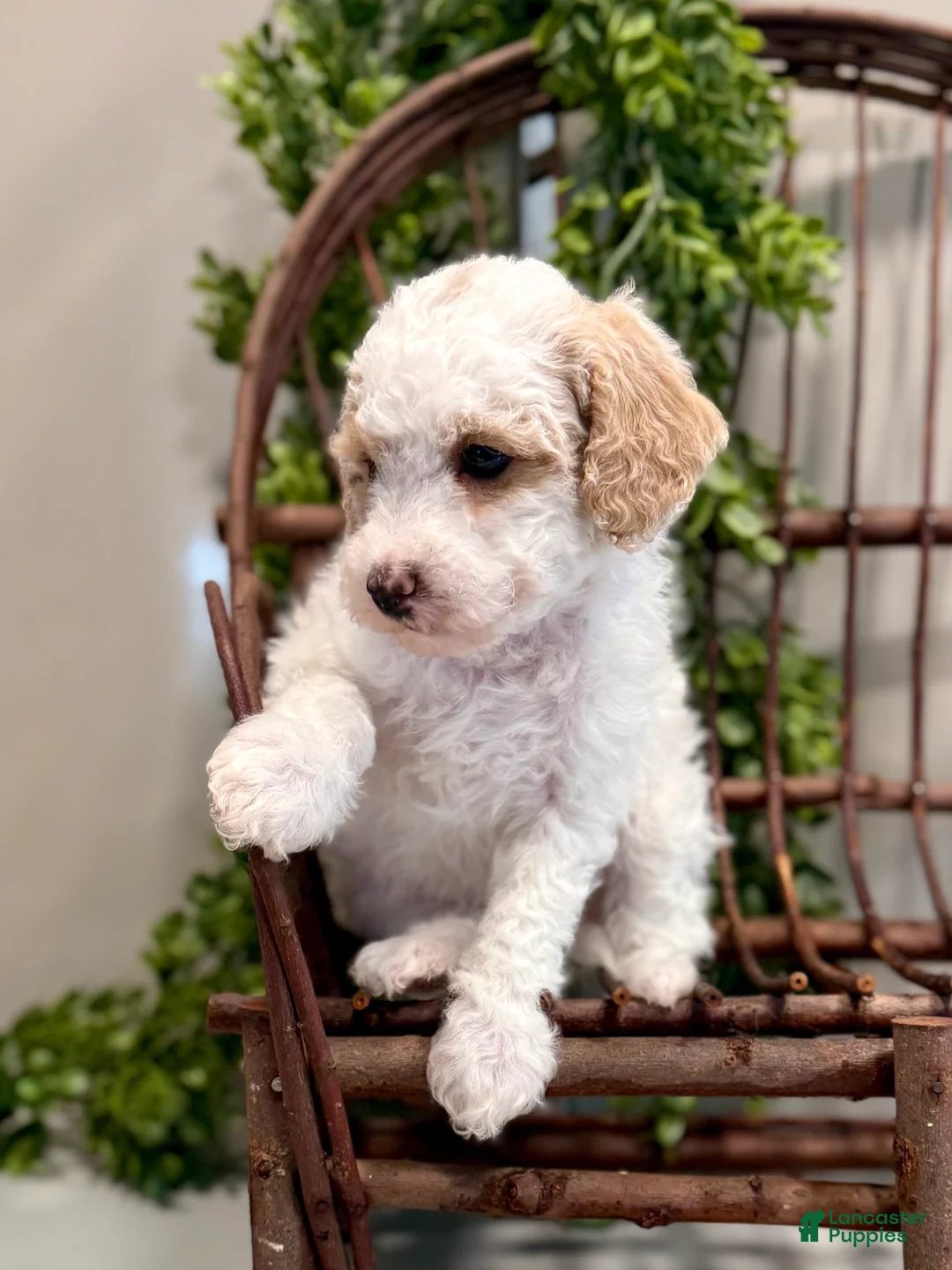 Mini Goldendoodle dogs for sale: Omar - Ad 5