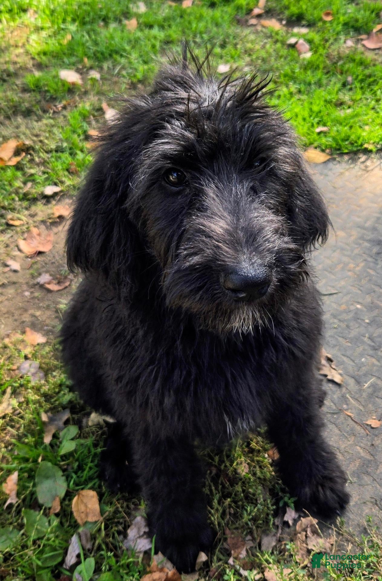 Labradoodle dogs Jessica  - Ad 1
