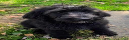 Labradoodle dogs for sale: Jessica  - Ad 1