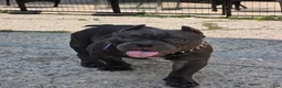 American Bully dogs for sale: American Bully 1 - Ad 7