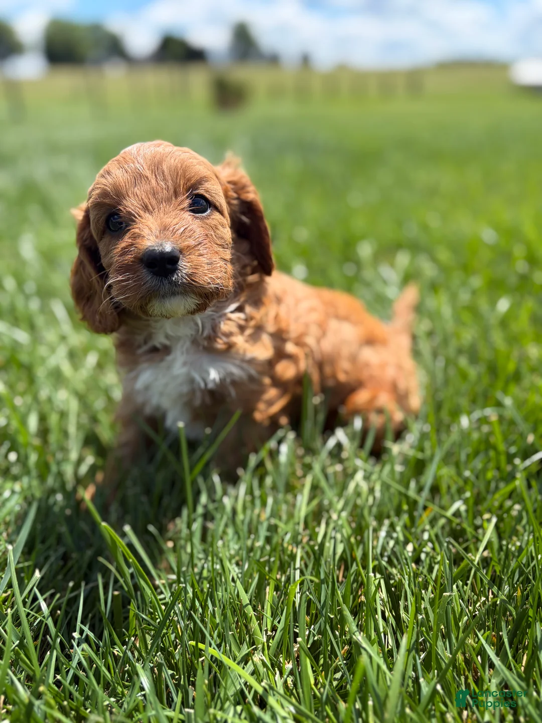 Cavapoo dogs for sale: Teddy - Ad 2