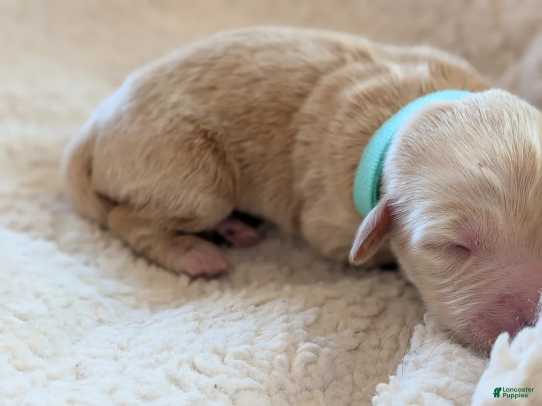 Mixed Breed dogs for sale: Goldador/Bernadoodle Puppy 4 - Ad 2