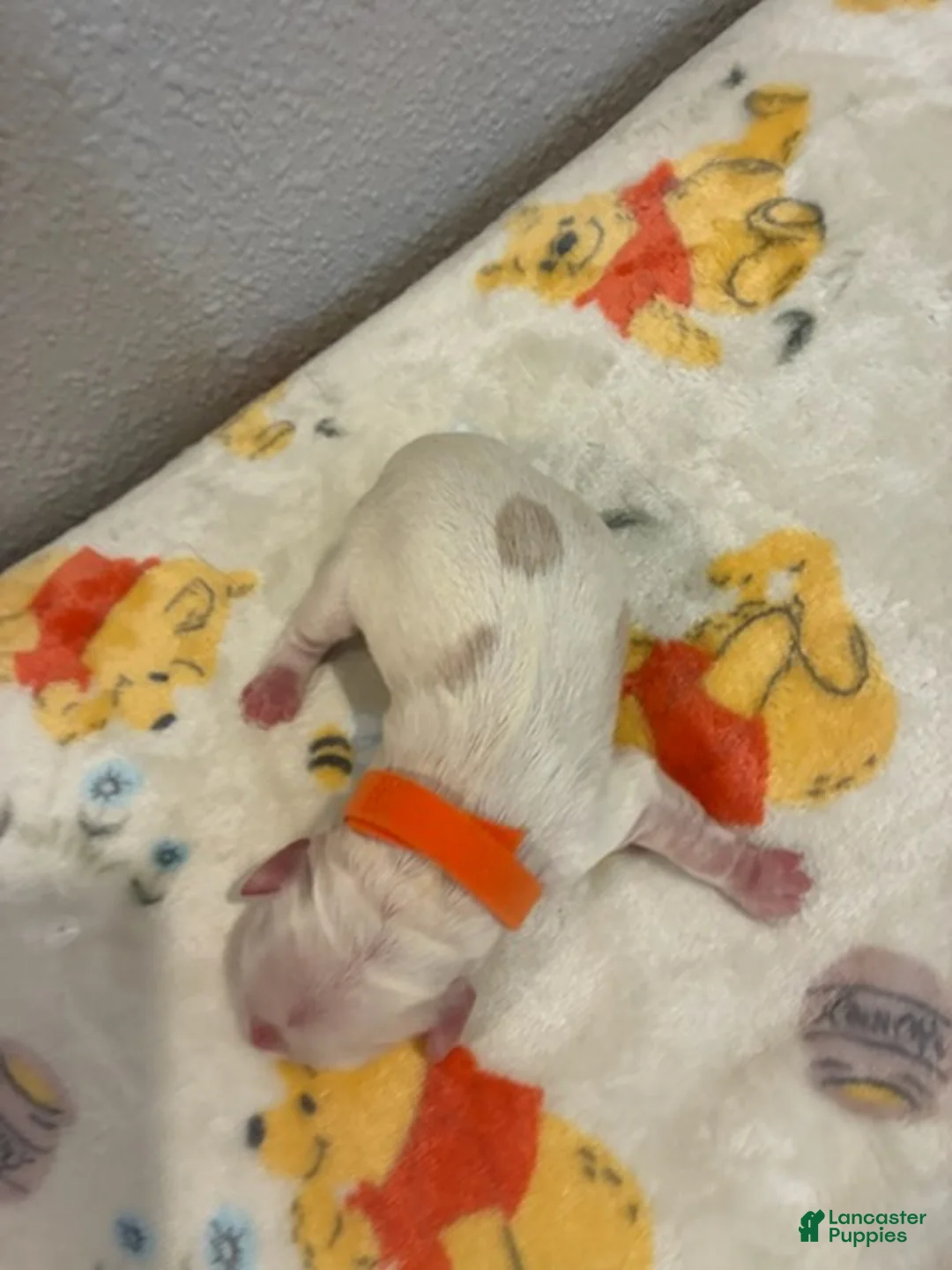 Cockapoo dogs for sale: Boy 2 - Ad 5