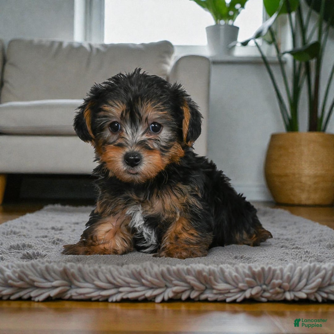 Yorkshire Terrier dogs for sale: LUCY - Ad 6
