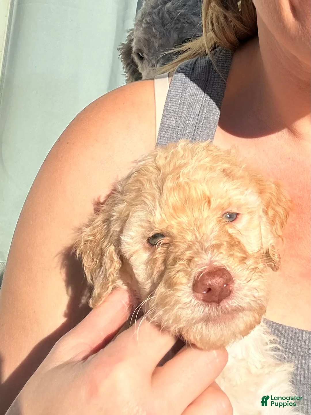 Standard Poodle dogs for sale: Standard Poodle 1 - Ad 2