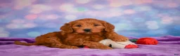 Mini Goldendoodle dogs for sale: REAGAN - Ad 2